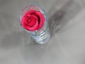 Single red rose flower in a narrow slim glass vase Royalty Free Stock Photo