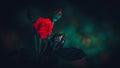 Single Red rose flower and two buds in the dark, dew on the flower petals and glowing hot red creates a romantic mood Royalty Free Stock Photo