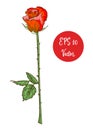 Single red rose flower vector illustration, beautiful red Valentine rose on long stem isolated on white background.