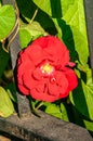 Single, red rose, in full bloom on a bush with iron fencing Royalty Free Stock Photo