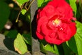 Single, red rose, in full bloom on a bush with iron fencing Royalty Free Stock Photo