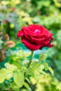 Single red rose on green stalk Royalty Free Stock Photo