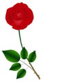 Single red rose on a green stem with leaves isolated on white background. Royalty Free Stock Photo