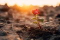 a single red rose growing out of the dirt in the middle of a field