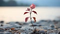 a single red rose is growing out of the ground near a body of water Royalty Free Stock Photo