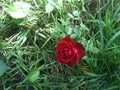 Single Red Rose Royalty Free Stock Photo