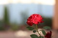 Single red rose on an indistinct background. Royalty Free Stock Photo