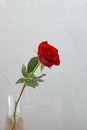 single red rose isolated on grey background greeting card template Royalty Free Stock Photo