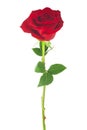 single red rose, isolated on white background Royalty Free Stock Photo