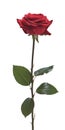 Single Red Rose, Isolated on White Background Royalty Free Stock Photo