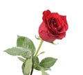 Single red rose isolated on white background Royalty Free Stock Photo