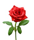 Single red rose isolated on a white background. Beautiful, petal. Royalty Free Stock Photo