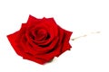 Single red rose isolated on a white background Royalty Free Stock Photo