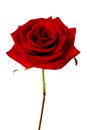 Single red rose isolated on a white background Royalty Free Stock Photo