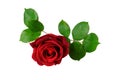 Single red rose with leaf isolated on white Royalty Free Stock Photo
