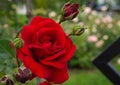 Single red rose with leaves on green background. Perfect flower Royalty Free Stock Photo