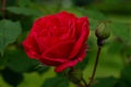 Single red rose with leaves on green background. Perfect flower Royalty Free Stock Photo