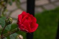 Single red rose with leaves on green background. Perfect flower Royalty Free Stock Photo