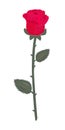 Single red rose with leaves