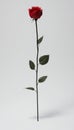 Single Red Rose on Long Stem, Isolated on White Background, with Copy Space for Text or Design Royalty Free Stock Photo