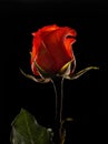 Single red rose on a long stem, shot in studio against a black background. Royalty Free Stock Photo