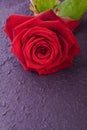 Single red rose for love Royalty Free Stock Photo