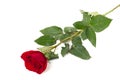 A single red Rose lying down on a white background, isolated with shadow Royalty Free Stock Photo