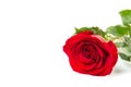 A single red Rose lying down on a white background, isolated with shadow Royalty Free Stock Photo