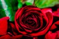 Single red rose macro