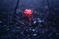 a single red rose in the middle of a dark field