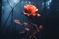 a single red rose in the middle of a dark forest Royalty Free Stock Photo