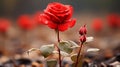 a single red rose in the middle of a field Royalty Free Stock Photo