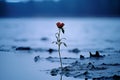 a single red rose in the middle of a lake Royalty Free Stock Photo