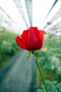Single red rose in nursery garden Royalty Free Stock Photo