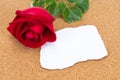 Single red rose with paper that was burnt at the edges rose on c Royalty Free Stock Photo