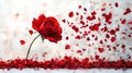 Single red rose with petals blowing in wind Royalty Free Stock Photo