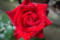 A single red rose with raindrops Royalty Free Stock Photo