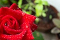 A single red rose with dewy petals