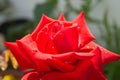 A bright red rose with raindrops. Royalty Free Stock Photo