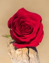 A single red rose sits on a piece of driftwood Royalty Free Stock Photo