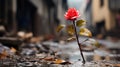 a single red rose is standing in the middle of a puddle Royalty Free Stock Photo