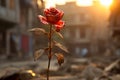 a single red rose is standing in the middle of rubble Royalty Free Stock Photo