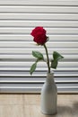 Rose by the window