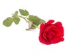 Single red rose isolated on white background Royalty Free Stock Photo