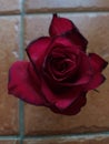 A single red rose on a red tile