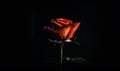 a single red rose with water droplets on it\'s petals in a dark room with a black background and a single green stem in the Royalty Free Stock Photo