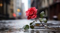 a single red rose on a wet street with buildings in the background Royalty Free Stock Photo