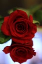 A single red rose whit its reflection in the mirror on a bokeh background Royalty Free Stock Photo