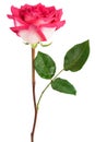 A single red rose Royalty Free Stock Photo