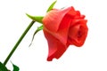 A single red rose Royalty Free Stock Photo